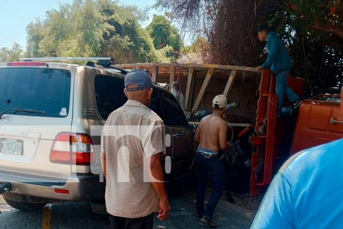 Foto: Camión que transportaba caballos en Granada se vuelca dejando varios lesionados/TN8