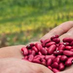 INTA fortalece producción de frijol en Nicaragua Foto: INTA fortalece producción de frijol /cortesía