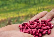Foto: INTA fortalece producción de frijol /cortesía