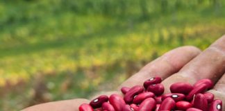Foto: INTA fortalece producción de frijol /cortesía