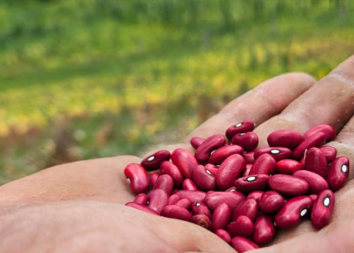 Foto: INTA fortalece producción de frijol /cortesía Foto: INTA fortalece producción de frijol /cortesía