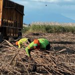 Nicaragua alcanza 11.2 millones de quintales de azúcar procesadores en marzo de 2025