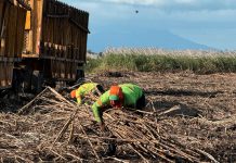 Nicaragua alcanza 11.2 millones de quintales de azúcar procesadores en marzo de 2025