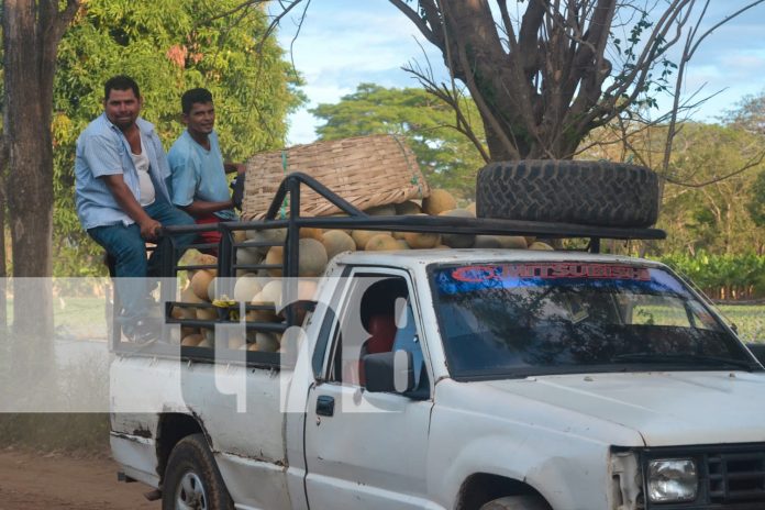 1 Foto: Agricultores de Tisma destacan la calidad de sus cosechas en mercados nacionales/TN8