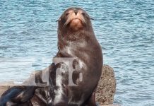 ¡Tierno avistamiento! León Marino causa ternura a turistas en el departamento de Rivas Foto: Presencia de autoridades en Rivas /TN8