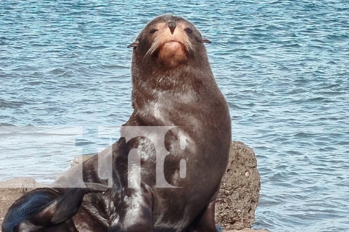 Foto: Presencia de autoridades en Rivas /TN8 Foto: Presencia de autoridades en Rivas /TN8