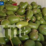 El Potasio de Nicaragua: El nuevo oro verde que está revolucionando la economía Foto: El Potasio de Nicaragua: El nuevo oro verde que está revolucionando la economía/TN8