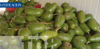 Foto: El Potasio de Nicaragua: El nuevo oro verde que está revolucionando la economía/TN8
