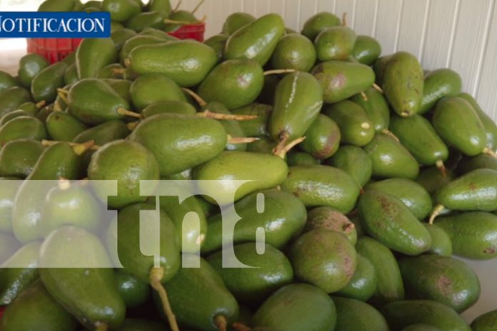 Foto: El Potasio de Nicaragua: El nuevo oro verde que está revolucionando la economía/TN8