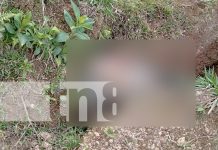 Hombre pierde la vida tras caer de un guindo en Jalapa, Nueva Segovia Foto: Hombre pierde la vida tras caer de un guindo en Jalapa, Nueva Segovia/TN8