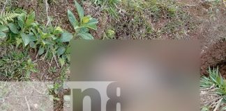 Foto: Hombre pierde la vida tras caer de un guindo en Jalapa, Nueva Segovia/TN8