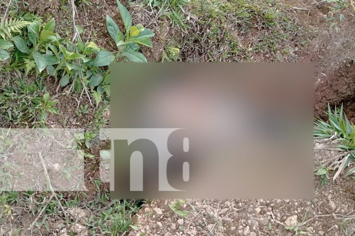 Foto: Hombre pierde la vida tras caer de un guindo en Jalapa, Nueva Segovia/TN8