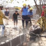 Bomberos de Estelí realizan heroico rescate de un caballo atrapado en un sumidero Foto: Bomberos de Estelí salvan a un caballo que cayó en un sumidero /TN8