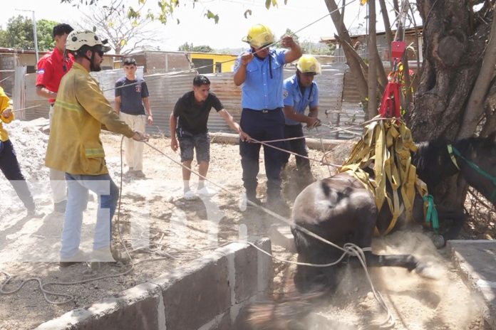 Foto: Bomberos de Estelí salvan a un caballo que cayó en un sumidero /TN8 Foto: Bomberos de Estelí salvan a un caballo que cayó en un sumidero /TN8