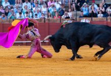 Ciudad de México hace historia: aprueban las “corridas de toros sin sangre” Foto: Ciudad de México aprueba las “corridas de toros sin sangre” /Cortesía