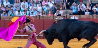 Foto: Ciudad de México aprueba las “corridas de toros sin sangre” /Cortesía