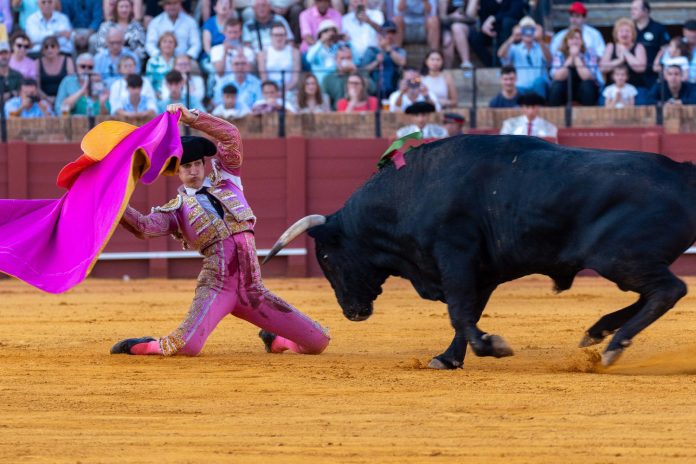 Foto: Ciudad de México aprueba las “corridas de toros sin sangre” /Cortesía Foto: Ciudad de México aprueba las “corridas de toros sin sangre” /Cortesía