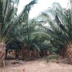 Nicaragua alcanza producción récord de aceite crudo de palma en 2024