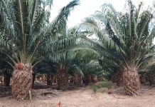 Nicaragua alcanza producción récord de aceite crudo de palma en 2024