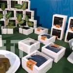 Foto: UNA presenta el camino del Marango hacia la innovación /TN8