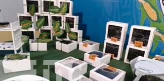Foto: UNA presenta el camino del Marango hacia la innovación /TN8