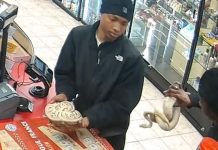 Usan serpiente para desviar la atención y robar en una gasolinera Roban en gasolinera de EEUU con dos serpientes /cortesía