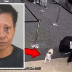 Niegan abordaje a su perro y decide ahogarlo en un baño del aeropuerto de EEUU Foto: Arrestan a mujer por ahogar a su perro en EE.UU./Cortesía