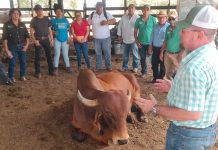 INTA promueve avances en reproducción bovina con ganaderos de Chontales Foto: INTA promueve avances en reproducción bovina con ganaderos de Chontales / Cortesía