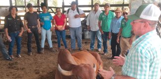 Foto: INTA promueve avances en reproducción bovina con ganaderos de Chontales / Cortesía