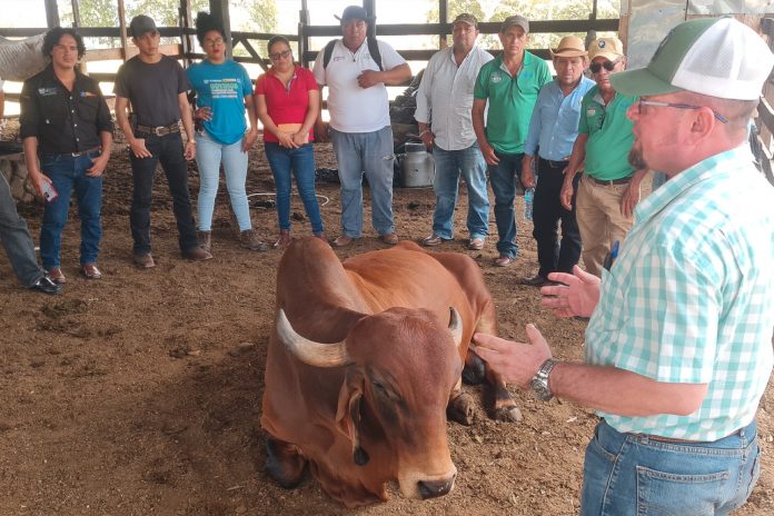 Foto: INTA promueve avances en reproducción bovina con ganaderos de Chontales / Cortesía