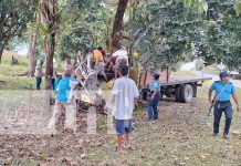 Camión se estrella contra un árbol en Mulukukú: Cuatro personas resultan heridas Foto: Camión se estrella contra un árbol en Mulukukú: Cuatro personas resultan heridas/TN8