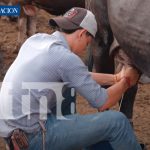 Nicaragua aumenta su producción láctea y refuerza exportaciones internacionales Foto: Nicaragua aumenta su producción láctea y refuerza exportaciones internacionales/TN8