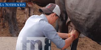 Foto: Nicaragua aumenta su producción láctea y refuerza exportaciones internacionales/TN8