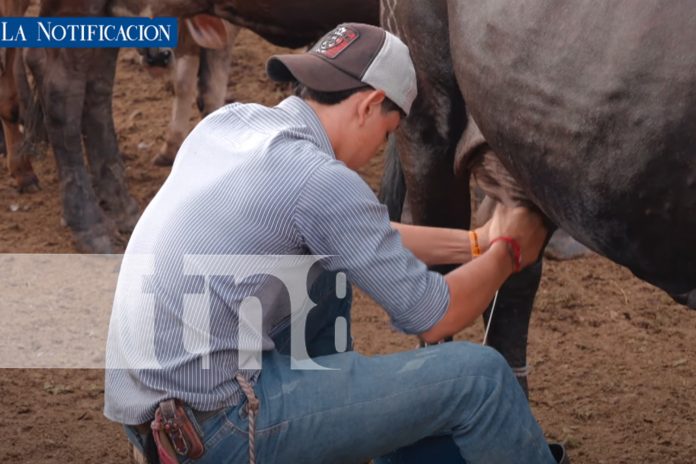 3 Foto: Nicaragua aumenta su producción láctea y refuerza exportaciones internacionales/TN8