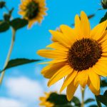 ¿Por qué regalar Flores Amarillas el 21 de Marzo? Foto: Flores Amarillas en Primavera /cortesía