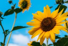 ¿Por qué regalar Flores Amarillas el 21 de Marzo? Foto: Flores Amarillas en Primavera /cortesía