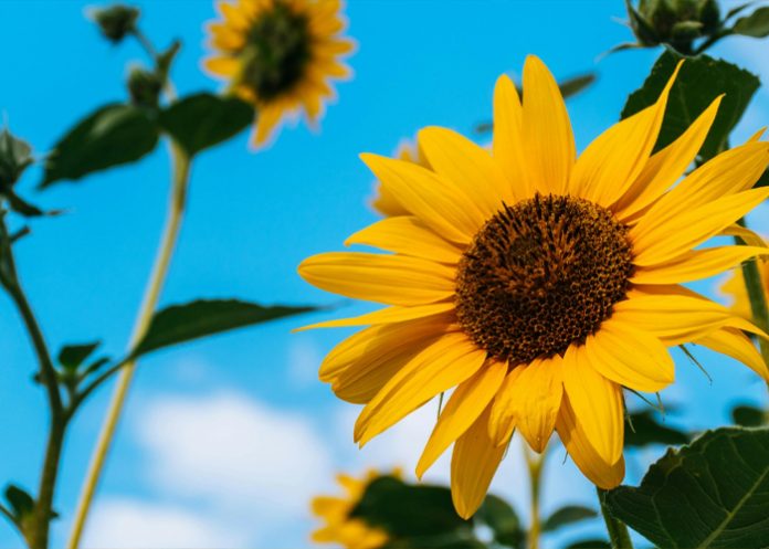 Foto: Flores Amarillas en Primavera /cortesía Foto: Flores Amarillas en Primavera /cortesía