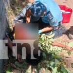¡Por un aguacate, casi se mata! Niño sufre lesiones tras caer de un árbol en Masaya Foto: Sufre accidente grave al caer de un árbol en Masaya/TN8