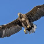 De película: Águila casi se lleva volando a una niña (video) Foto: De película: Águila casi se lleva volando a una niña (video) /Cortesía