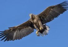 De película: Águila casi se lleva volando a una niña (video) Foto: De película: Águila casi se lleva volando a una niña (video) /Cortesía