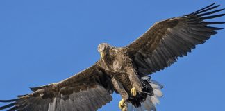 Foto: De película: Águila casi se lleva volando a una niña (video) /Cortesía