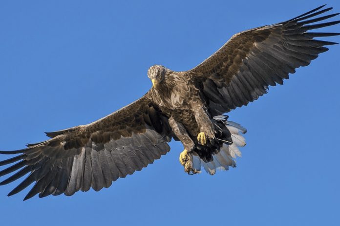 Foto: De película: Águila casi se lleva volando a una niña (video) /Cortesía