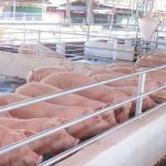 Foto: Inauguran Programa Porcino Cocibolca en Potosí, Rivas/Cortasía
