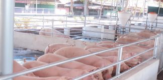 Foto: Inauguran Programa Porcino Cocibolca en Potosí, Rivas/Cortasía