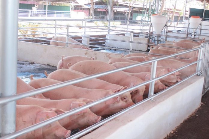 Foto: Inauguran Programa Porcino Cocibolca en Potosí, Rivas/Cortasía