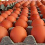 Nicaragua avanza en la producción de huevos: Sostenibilidad y calidad en el sector avícola Foto: Nicaragua avanza en la producción de huevos: Sostenibilidad y calidad en el sector avícola /Cortesía