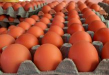 Foto: Nicaragua avanza en la producción de huevos: Sostenibilidad y calidad en el sector avícola /Cortesía