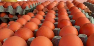 Foto: Nicaragua avanza en la producción de huevos: Sostenibilidad y calidad en el sector avícola /Cortesía