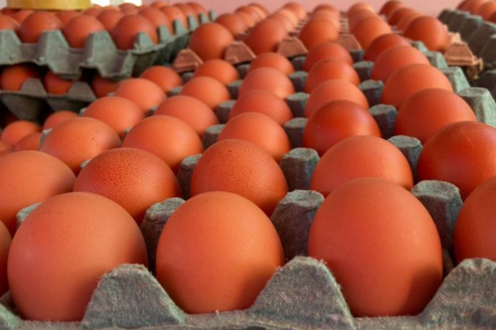 Foto: Nicaragua avanza en la producción de huevos: Sostenibilidad y calidad en el sector avícola /Cortesía Foto: Nicaragua avanza en la producción de huevos: Sostenibilidad y calidad en el sector avícola /Cortesía