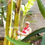 Miriam, mujer rural que busca dominar la agroecología en Villa El Carmen Foto: Agricultura familiar con Miriam, mujer emprendedora de Villa El Carmen / TN8